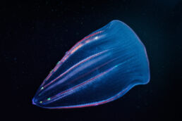 Comb Jelly (Beroe spp) in the California Channel Islands.