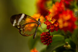 Glasswing Butterfly, Monte Verde, Costa Rica.