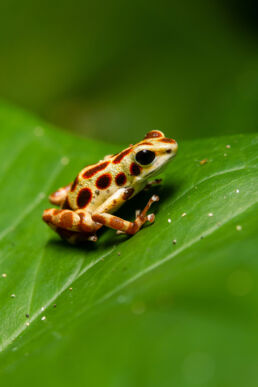 Yellow Bastimentos Poison-dart frog (Oophaga pumilio formerly Dendrobates pumilio) sitting on a leaf on Isla Bastimentos, Bocas del Toro, Panama.